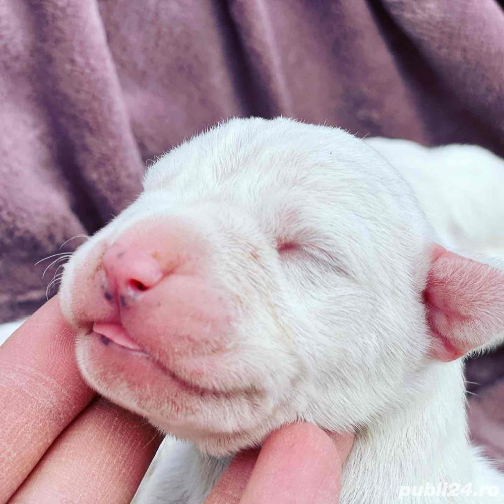 Dog Argentinian / Dogo Argentino