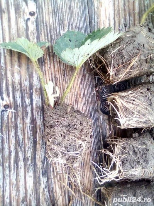 Vând stoloni capsuni diverse soiuri