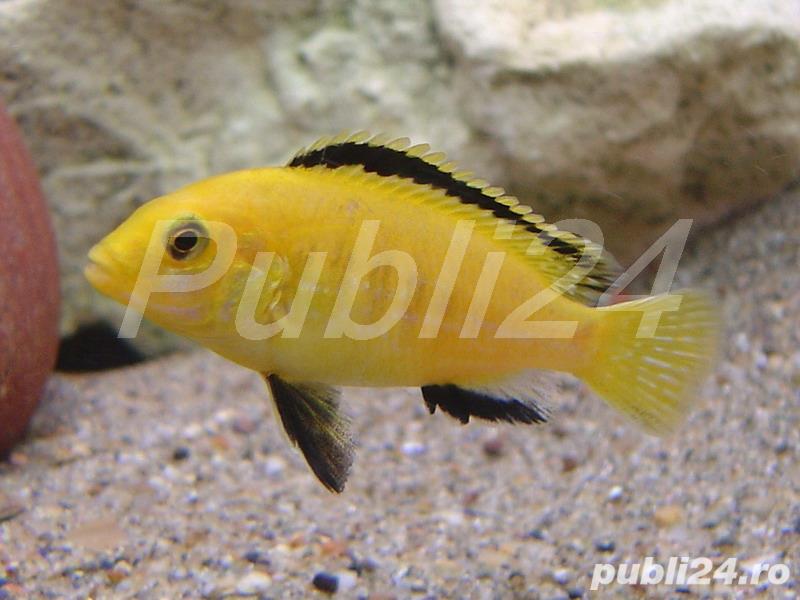 Vand pesti Labidochromis caeruleus - direct din crescatoria proprie