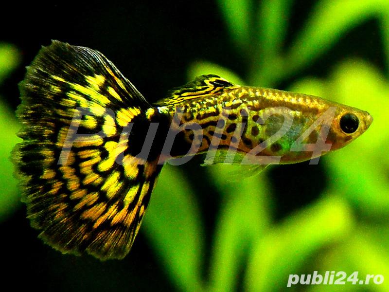 Vand pesti de acvariu diverse specii, nevertebra, plante de acvariu, hrana, accesorii, etc.