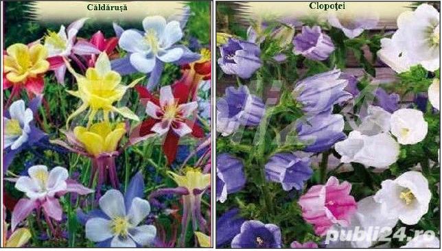20 seminte caldarusa/ clopotei - mixt culori
