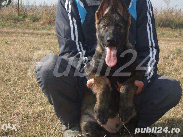 vand pui Ciobanesc German  