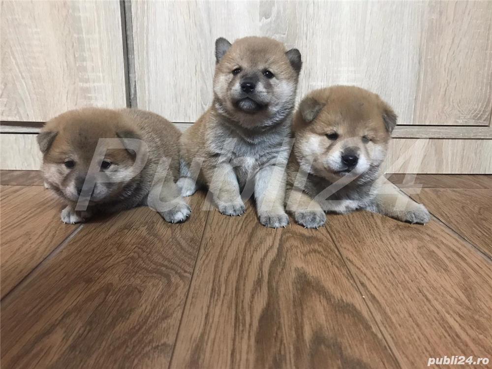 Vand pui shiba inu  Vand pui shiba inu