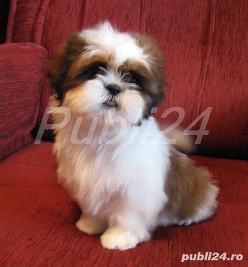 Shih-Tzu talie toy,  părinți cu pedigree tip A 