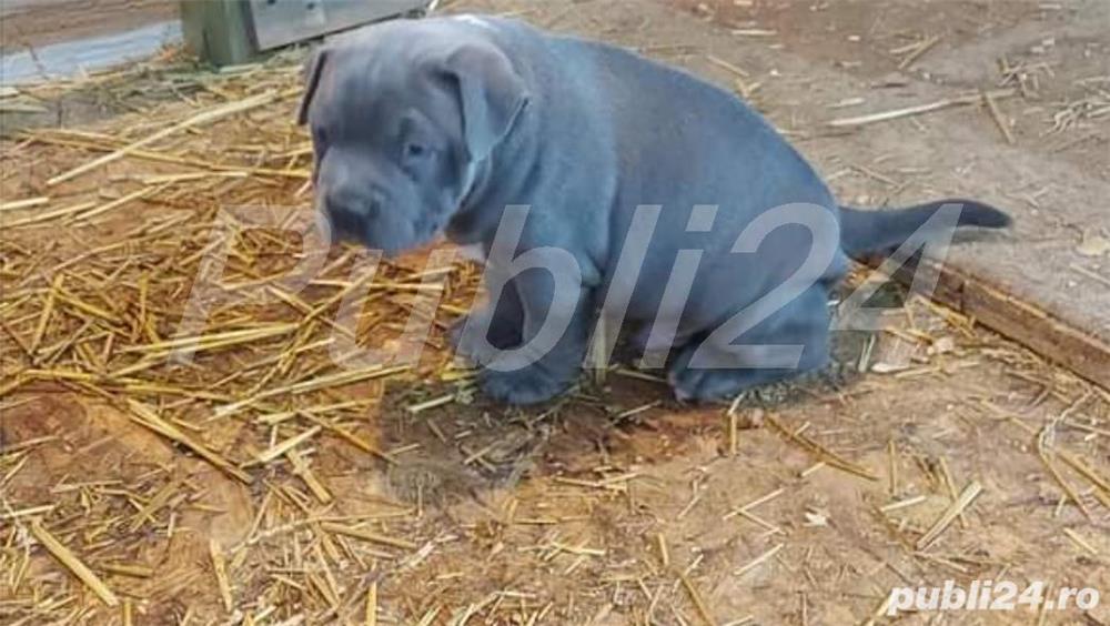 Pui de amstaff/amstaf Pui de amstaff/amstaf