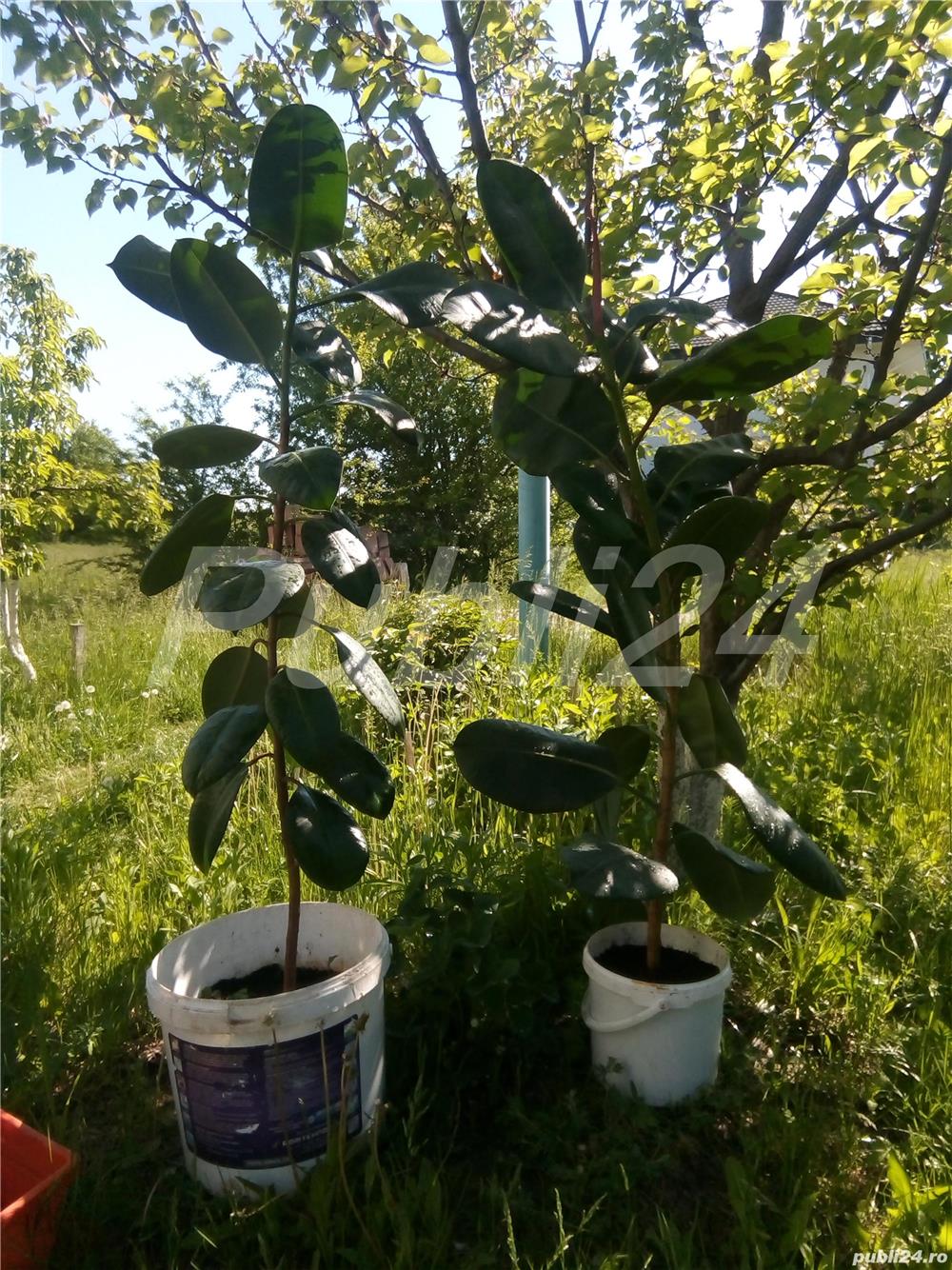 De vânzare 2 plante ficus, de aproximativ 150 cm și 4-5 ani vârstă