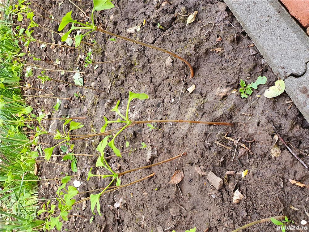 Plante Gingko Biloba de 4 sau 7 ani