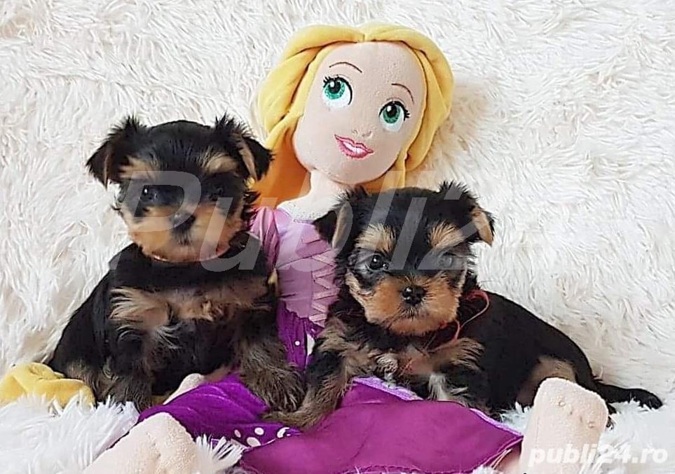 Pui rasa YorkshireTerrier - furnizor autorizat 