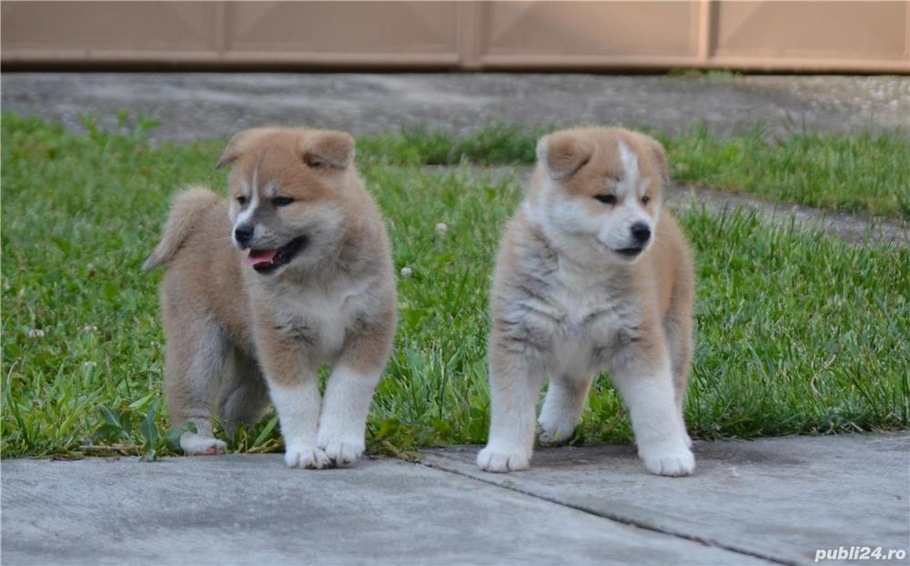  Akita Inu cu pedigree 
