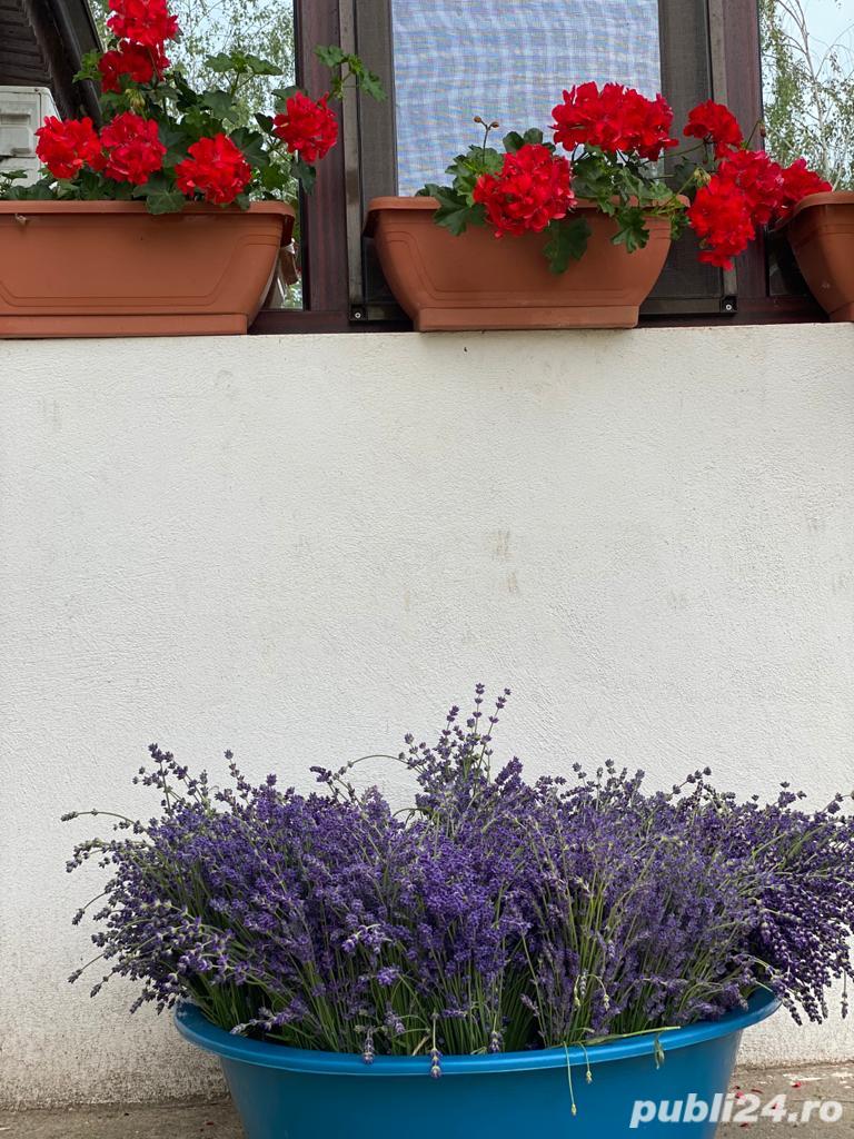 Vand buchete uscate/floare uscata de Lavanda (cernuta/curatata)