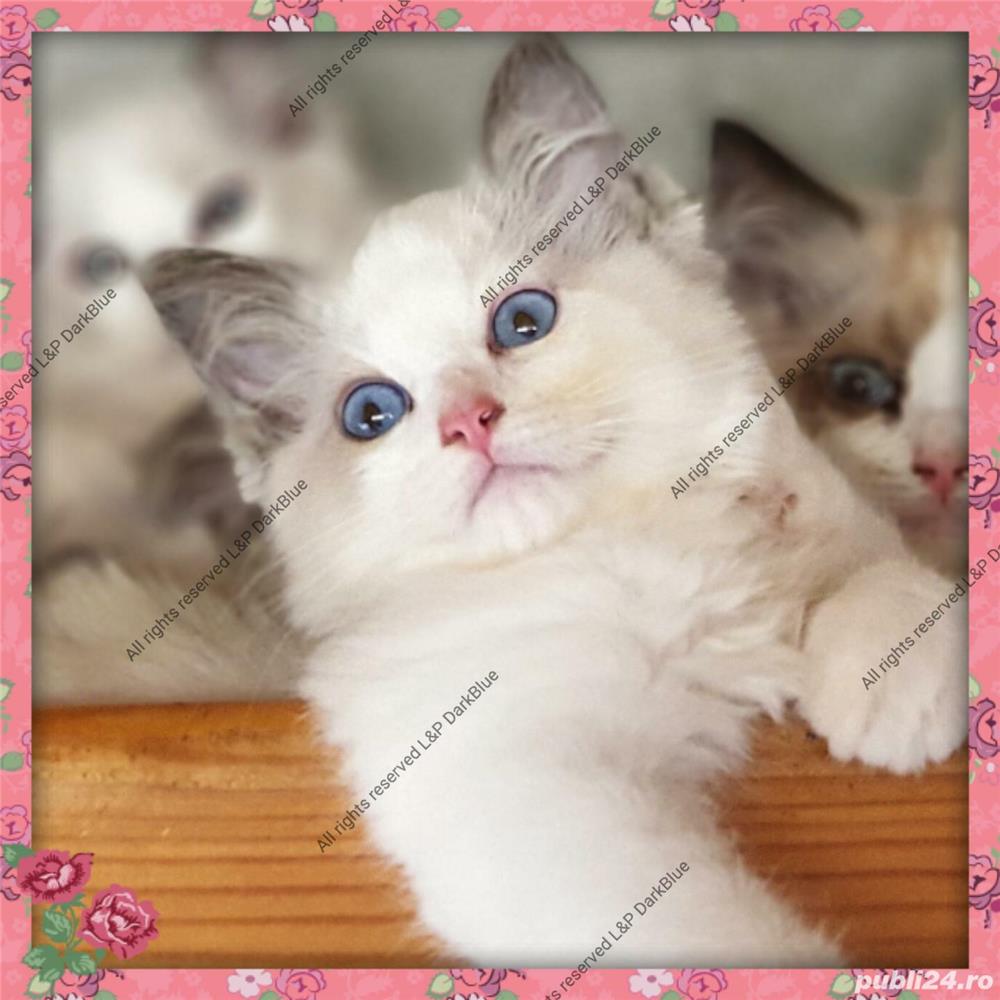 RAGDOLL pisici rasă pură cu acte de origine 