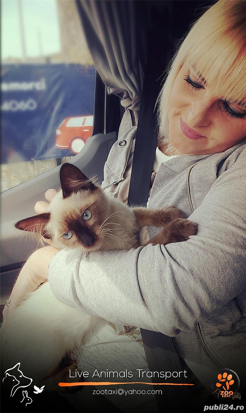 Transport caini,pisici Anglia Franta Germania 