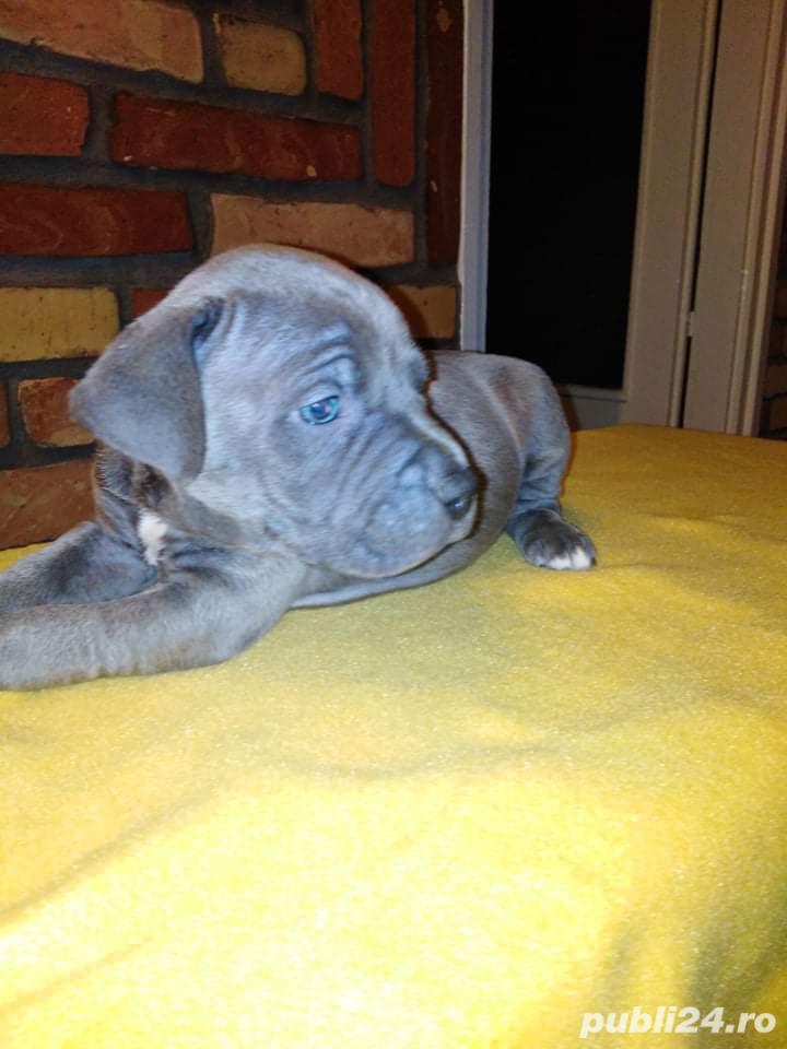 Pui amstaff amstaf blue gri albastru Pui amstaff amstaf blue gri albastru