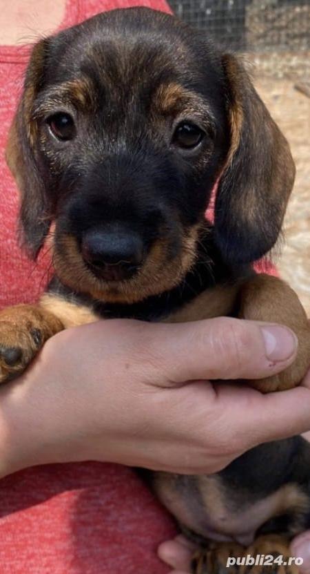 Vand teckel tekel techel sârmos 