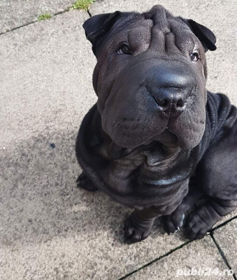 Vand shar-pei  Vand shar-pei