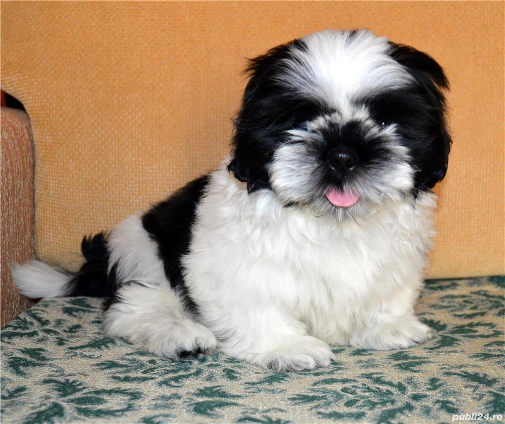 Shih-Tzu talie Toy,  linie genetica pura din părinți cu pedigree 