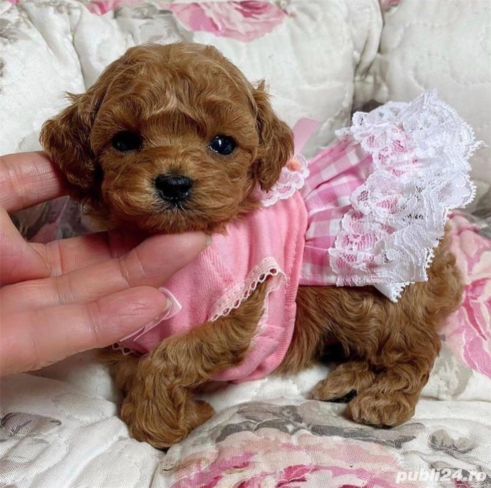 toy poodle pret