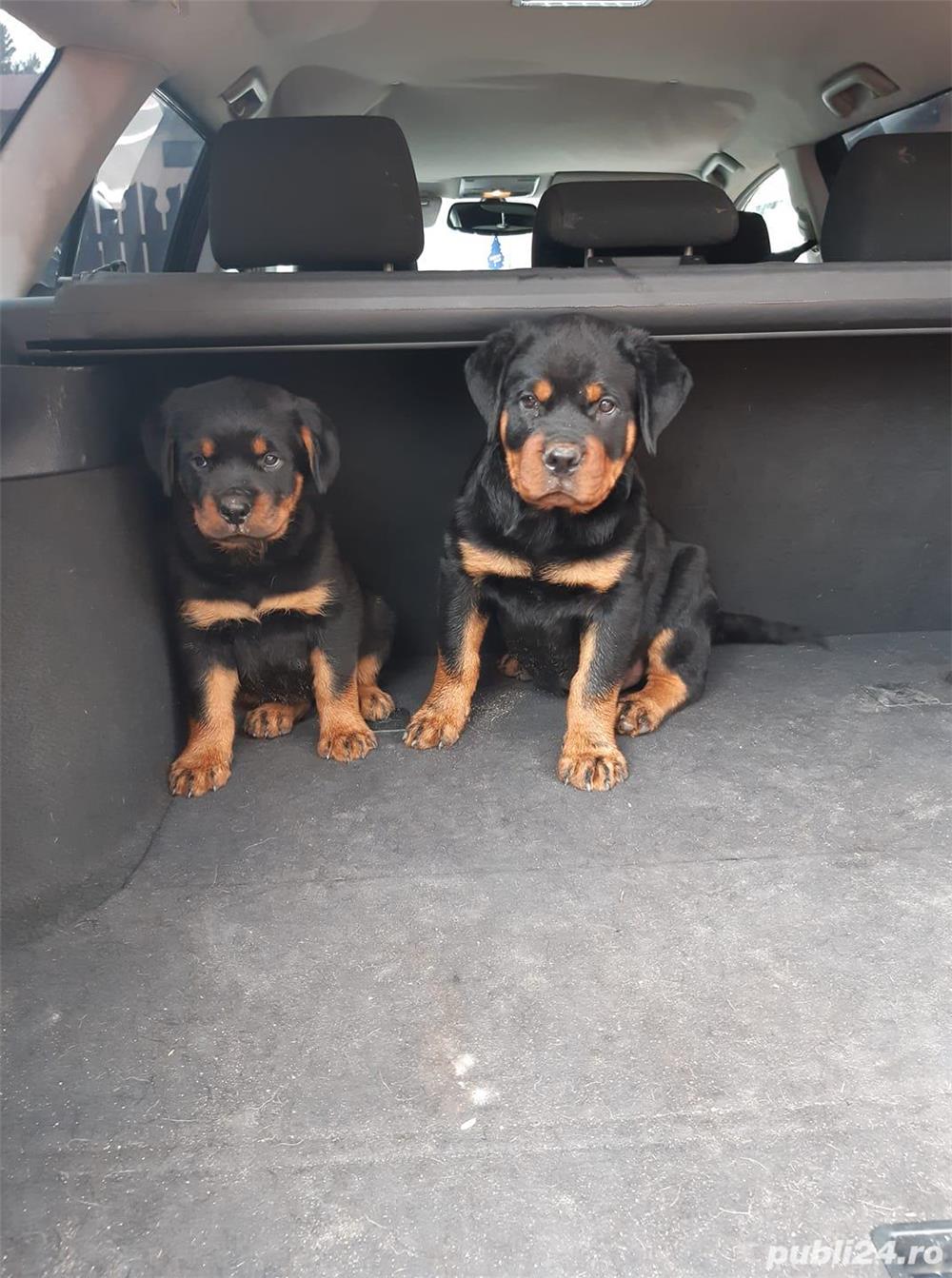 Rottweiler talie mare, robustă, ideali pentru pază, factură fiscală,  garanție 