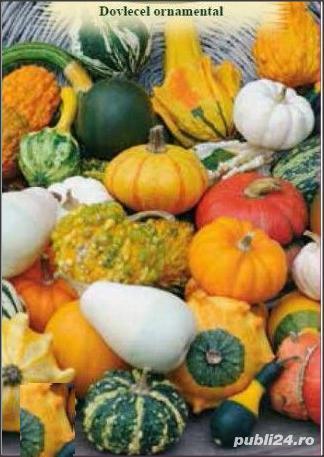 10Seminte de Dovleac decorativ Turban mixt / Dovleac decorativ palarie de clovn- Planta cataratoare 