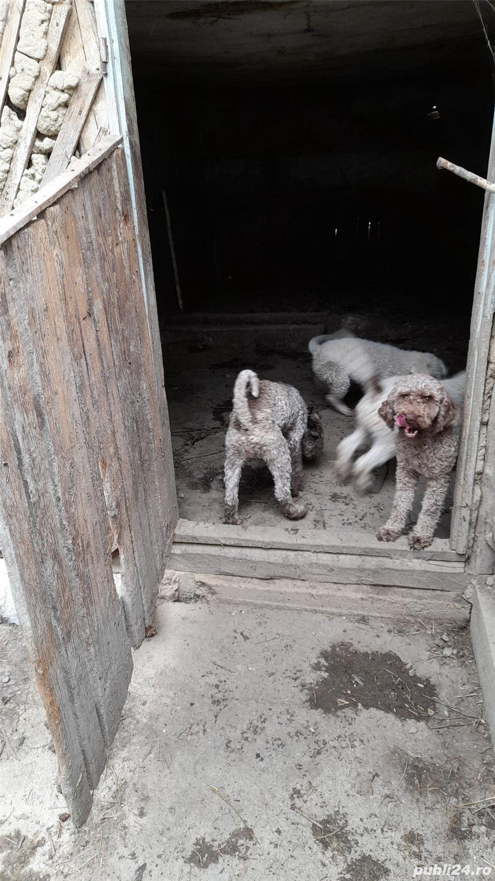 Caini trufe dresați lagooto