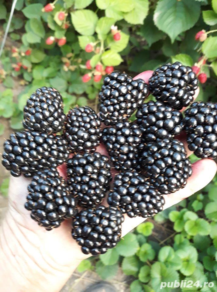 Mure de cultura dulci Thornfree