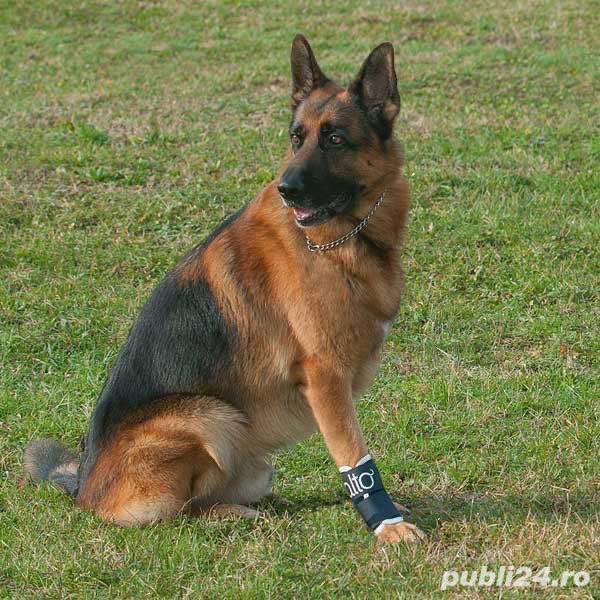 Dispozitiv profesional compresiv articular pentru caini Balto Joint 