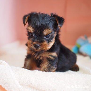 - Yorkshire Terrier de vanzare mini toy 