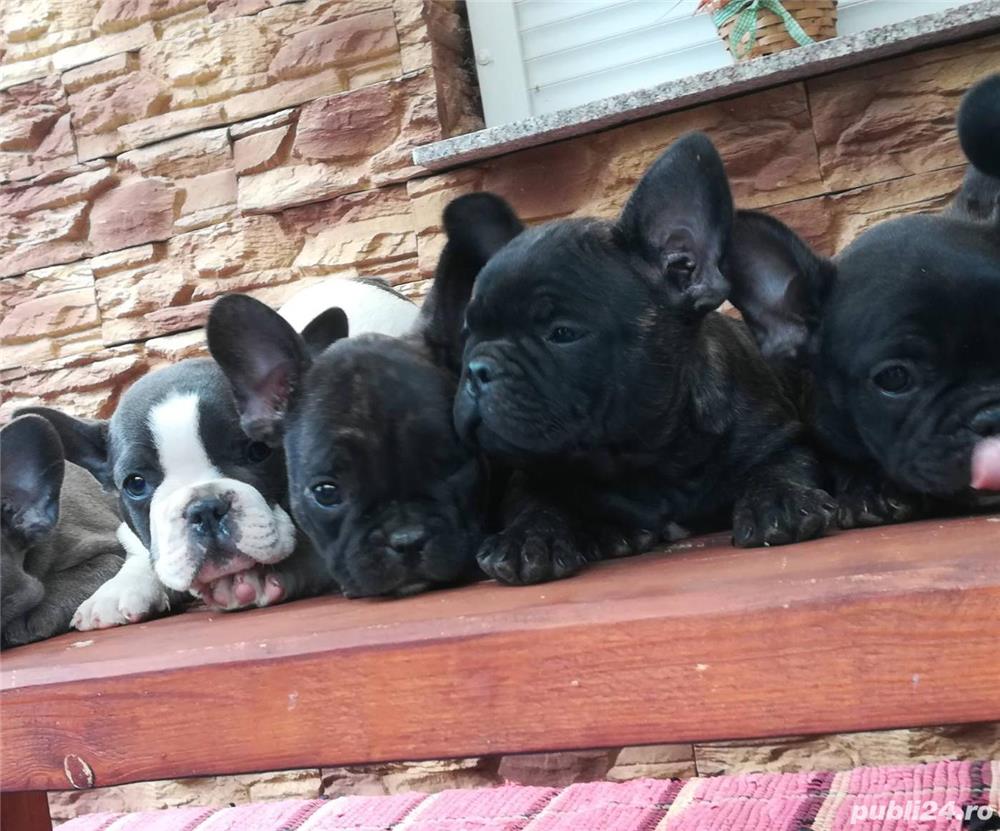 Vand bulldog buldog francez 