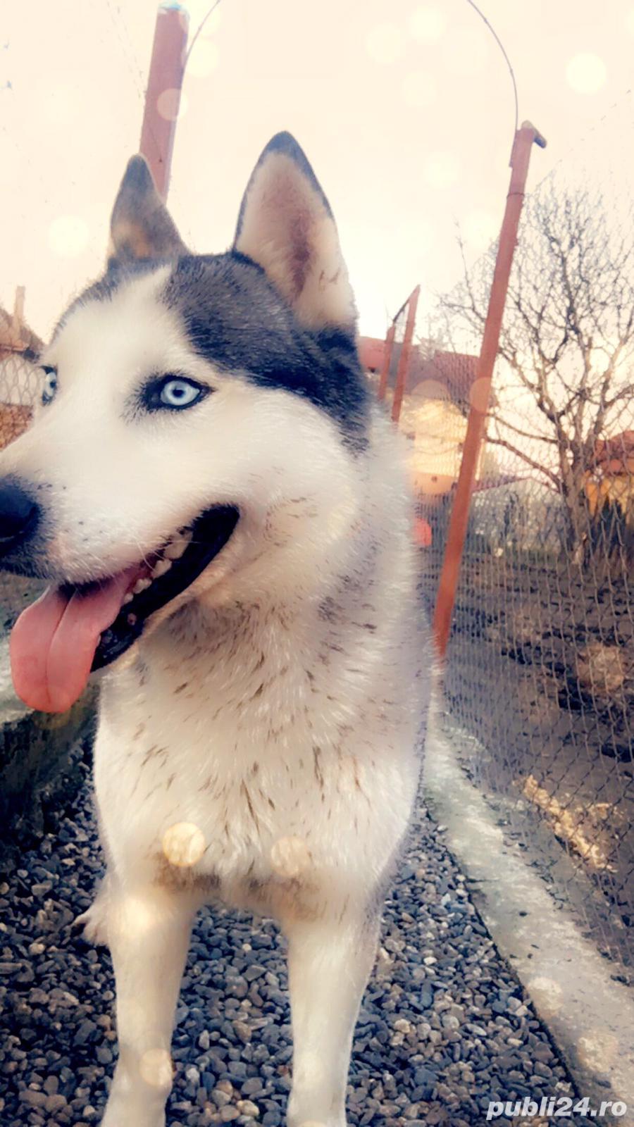   Mascul Husky pentru monta!