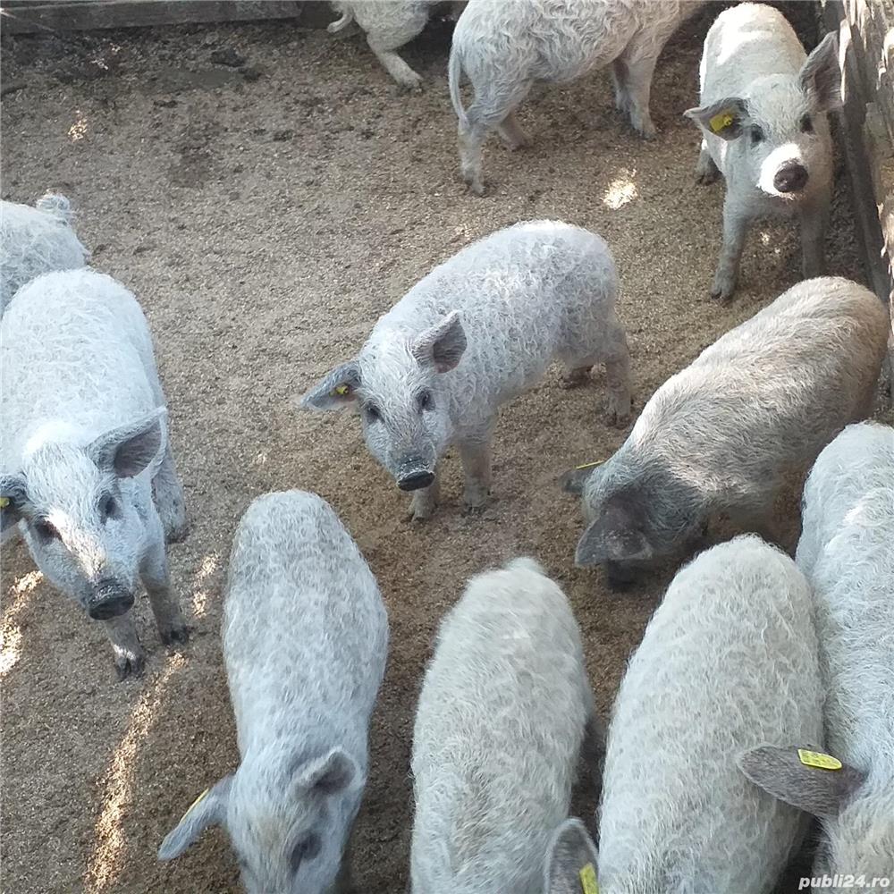 Mangalita cu Certificat de origine 