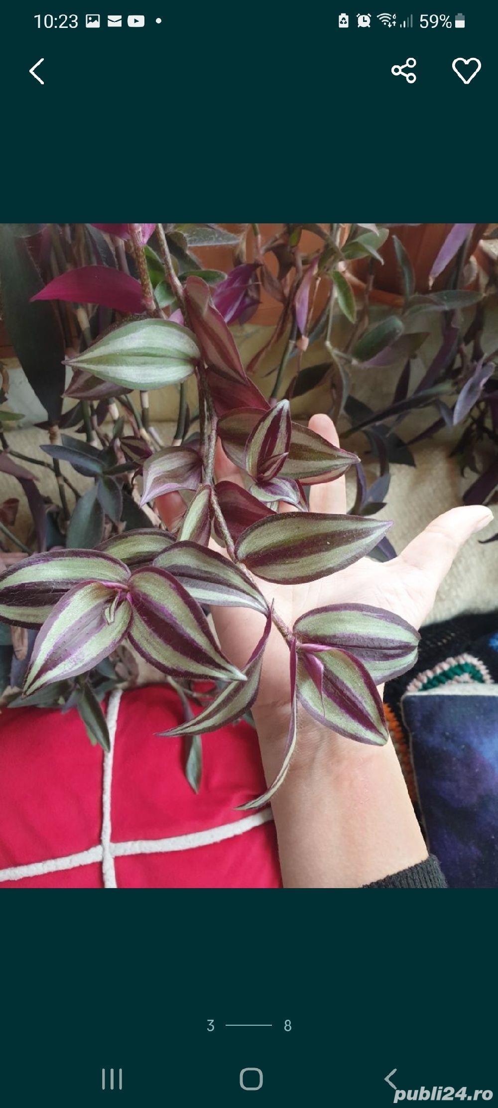 flori deosebite de apartament