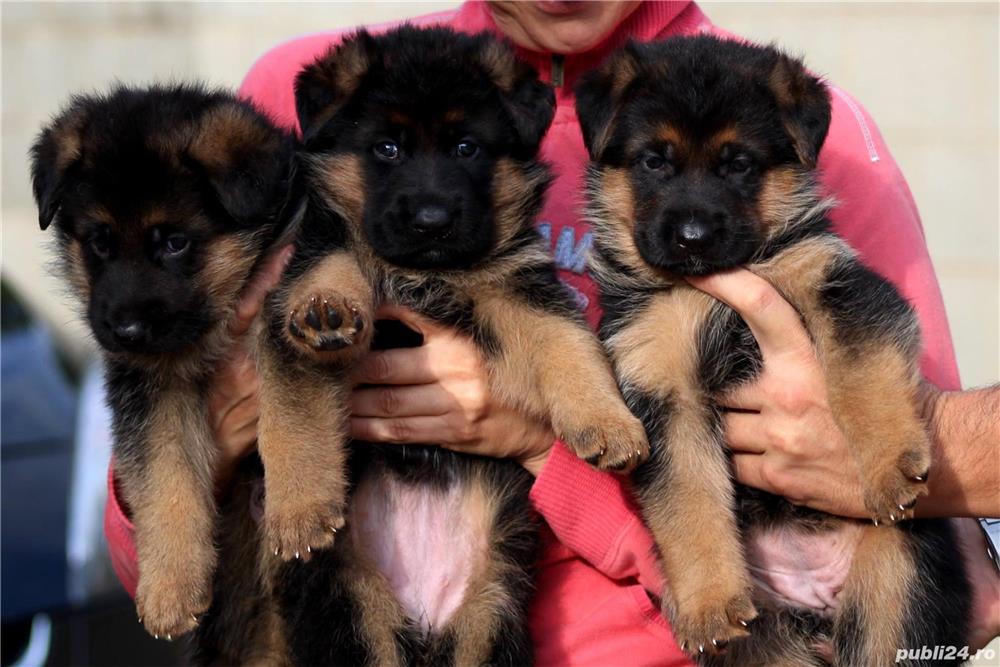 Ciobănesc German - furnizor autorizat - transport autorizat la nivel național 