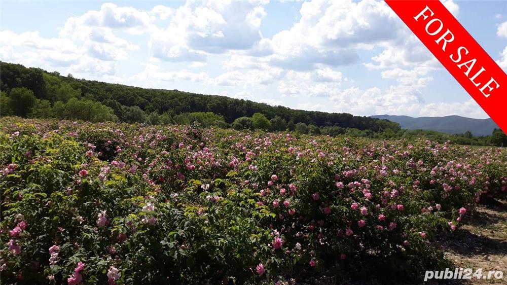 Vand plantatie de trandafiri de damasc