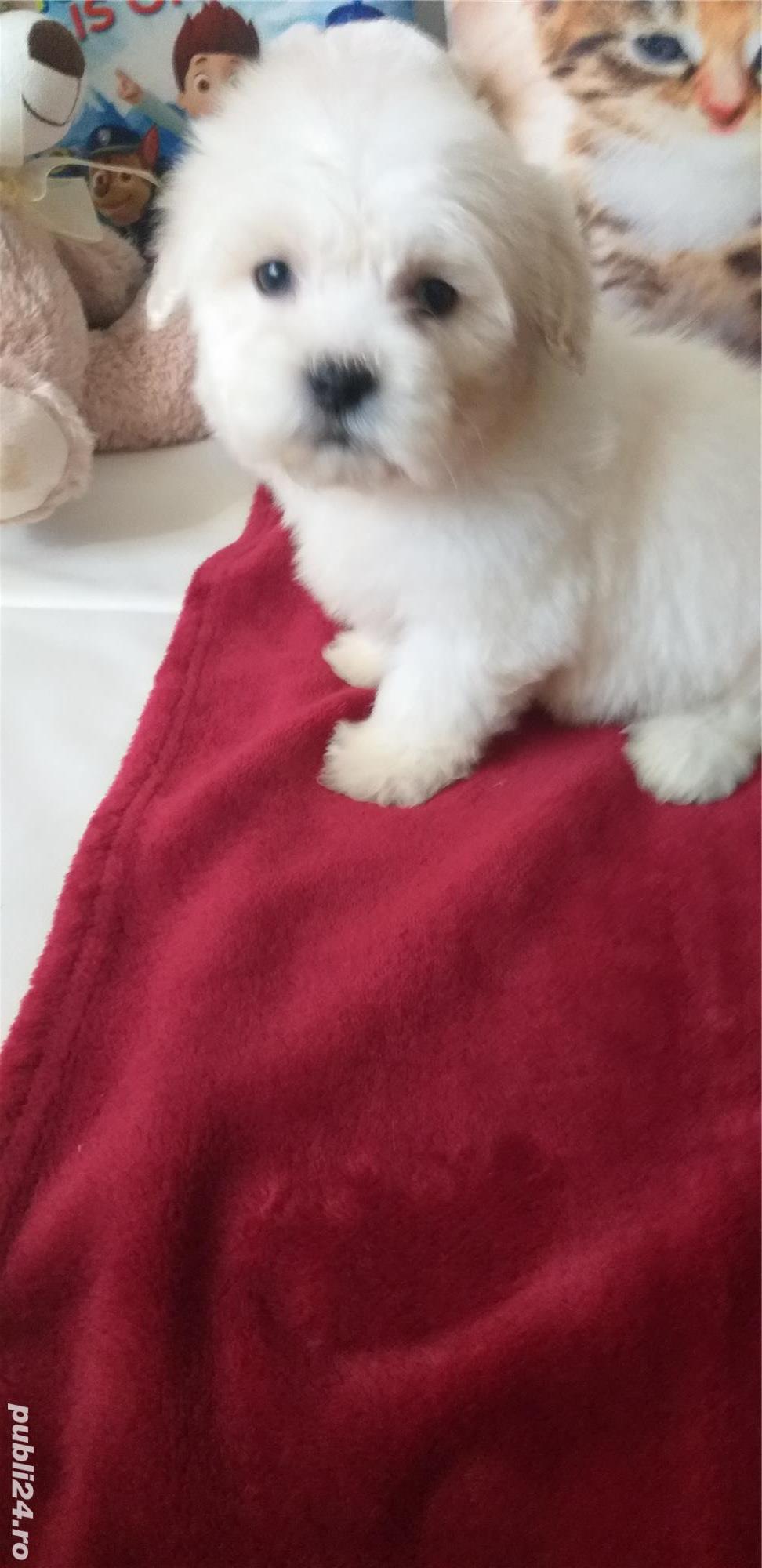 Bolonka Zwetna disponibili imediat! Contact  