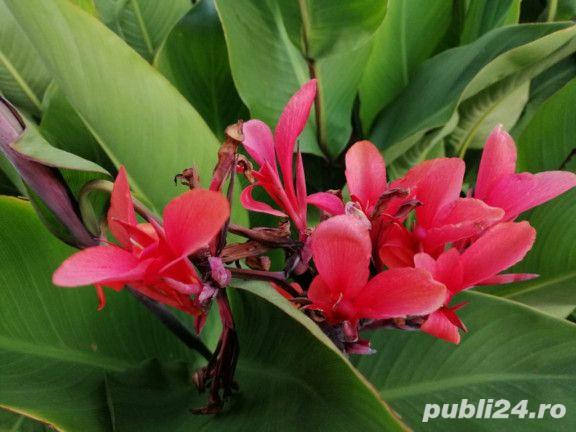 Canna indica roșu rizomi și semințe 230 cm înălțime