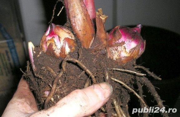 Rizomi (rădăcini / bulbi) Canna indica roșu - plantă ornamentală