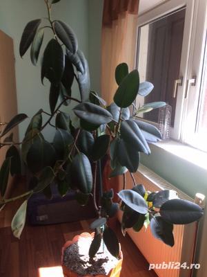 Ficus planta ornamentala