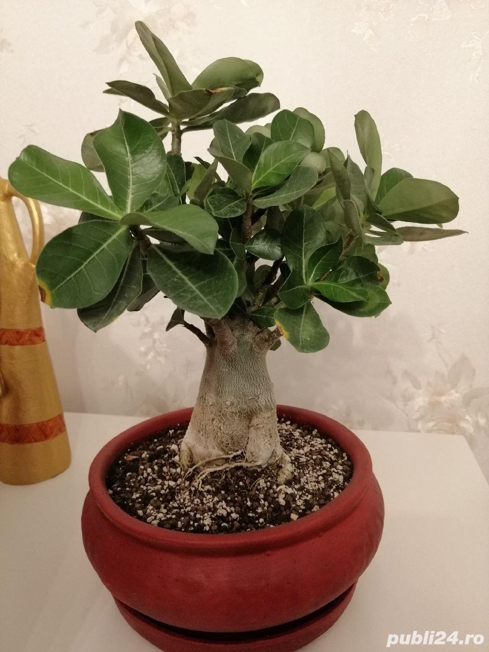 Bonsai Trandafir de deșert 6 luni, 1 an și 1 an și jumătate