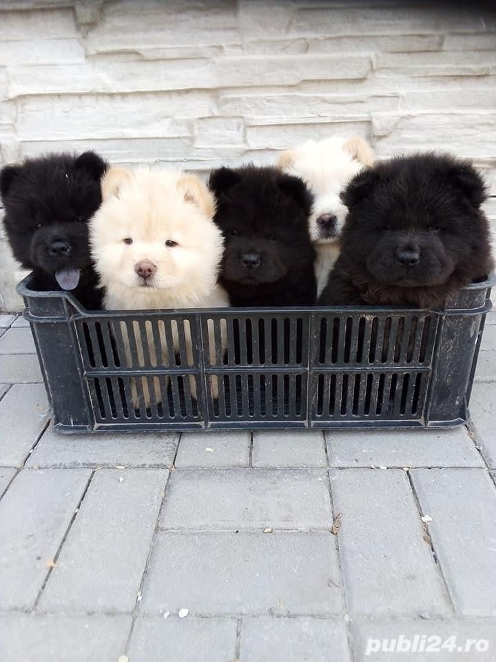 Vand chow chow exemplare deosebite!!