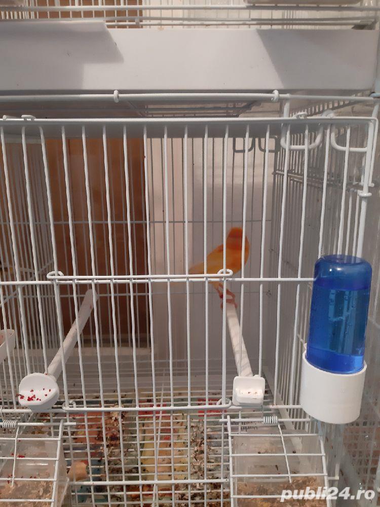 vand canari fete si baieti 2024 si 2025 vand canari fete si baieti 2024 si 2025