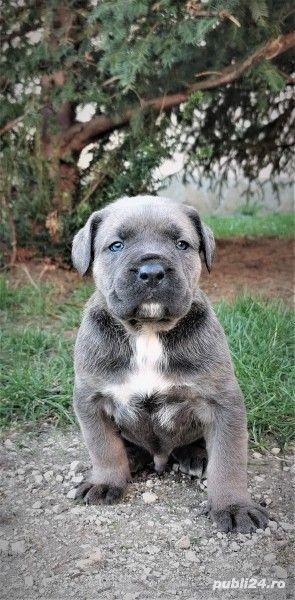 Vand cane corso!!