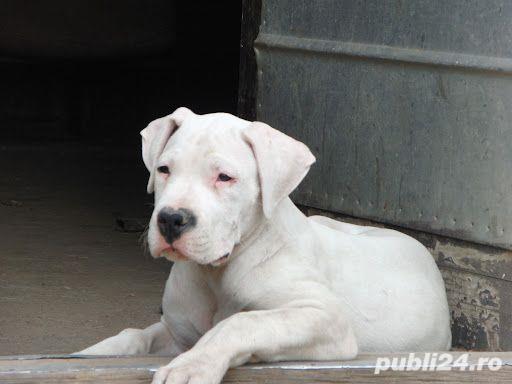 Vand dog argentinian!