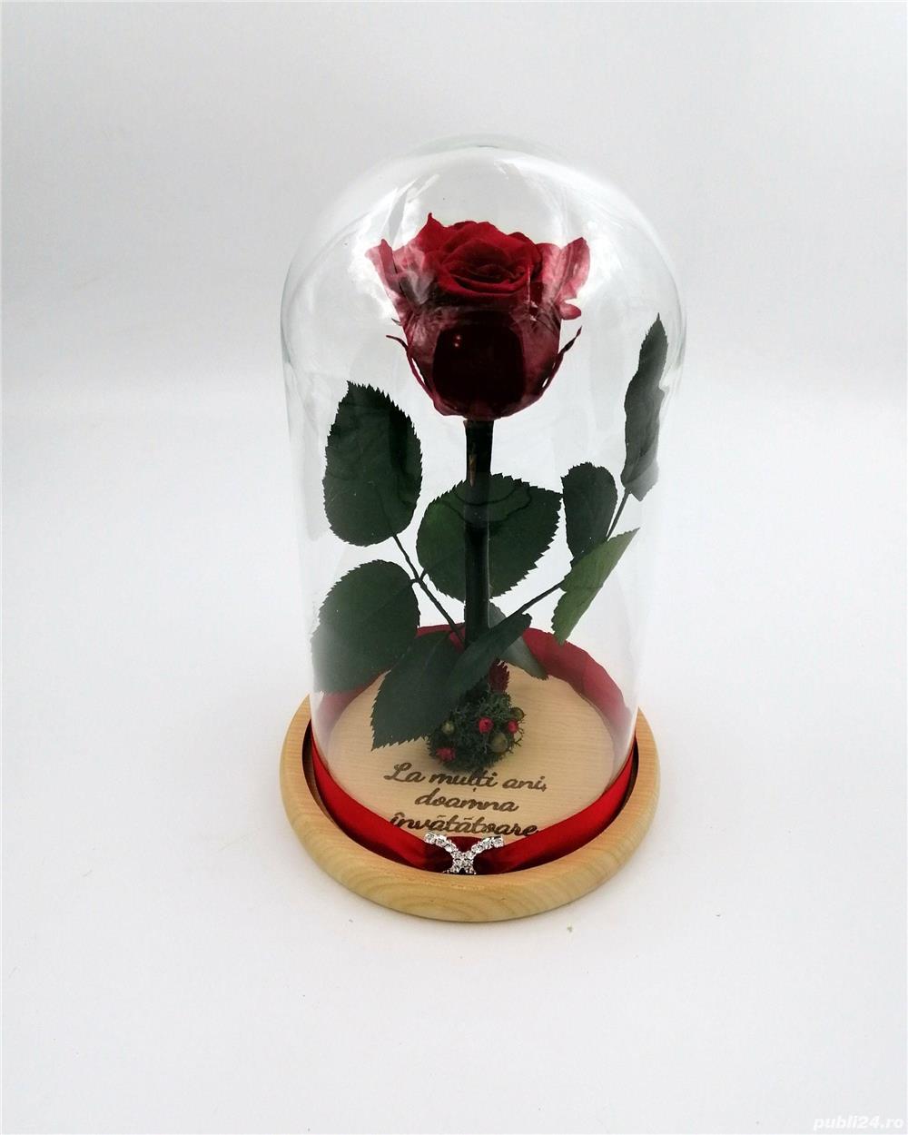 Trandafiri Criogenati BiaRose in cupola mica de sticla 25cm