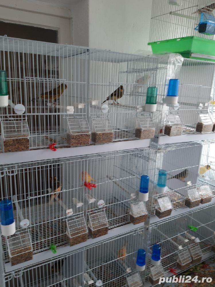 vând voliere colivii canari 503 vând voliere colivii canari 503