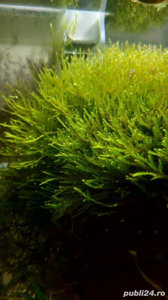 moss christmas-java acvariu