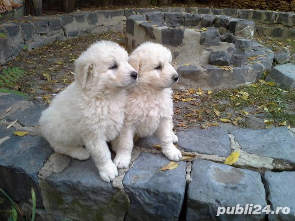 Vand kuvasz!!