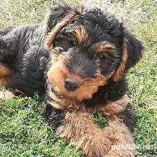 Pui welsh terrier Pui welsh terrier