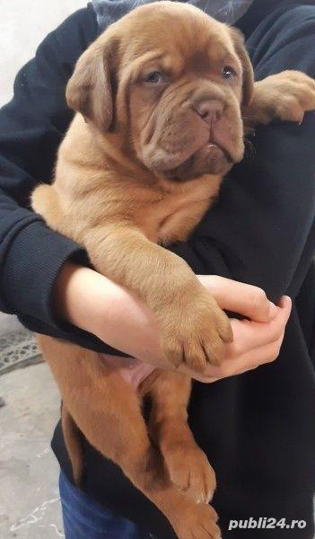 Vand dog de bordeaux!! Vand dog de bordeaux!!