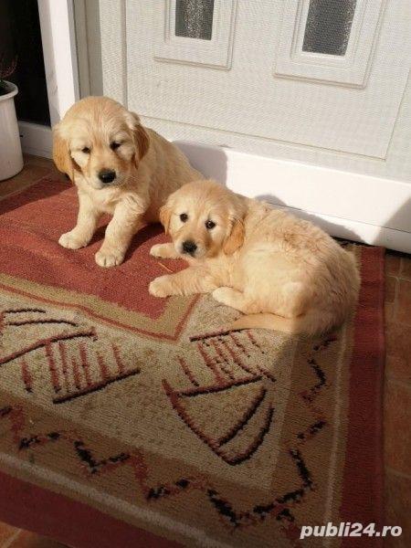 Pui golden retriver retriever  Pui golden retriver retriever