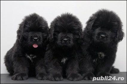 Pui terra nova/terranova negru si maro Pui terra nova/terranova negru si maro